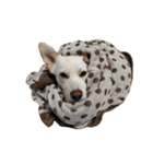 愛犬ぴーすけⅢ（個別スタンプ：38）