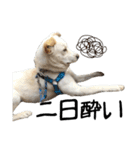 愛犬ぴーすけⅢ（個別スタンプ：39）
