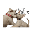 愛犬ぴーすけⅢ（個別スタンプ：40）