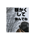 真っ黒わんこ:冬仕様（個別スタンプ：5）
