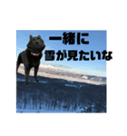 真っ黒わんこ:冬仕様（個別スタンプ：23）