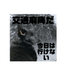 真っ黒わんこ:冬仕様（個別スタンプ：25）