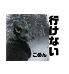 真っ黒わんこ:冬仕様（個別スタンプ：28）
