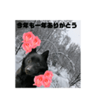 真っ黒わんこ:冬仕様（個別スタンプ：30）