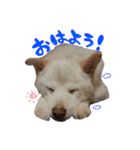 たまズ（個別スタンプ：1）