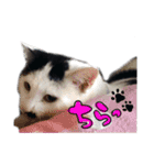 たまズ（個別スタンプ：13）