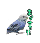 たまズ（個別スタンプ：16）