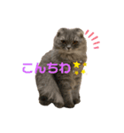 4匹のねこちゃん。（個別スタンプ：1）