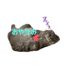 4匹のねこちゃん。（個別スタンプ：2）
