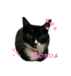 4匹のねこちゃん。（個別スタンプ：3）