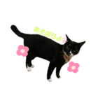 4匹のねこちゃん。（個別スタンプ：4）