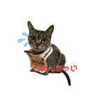 4匹のねこちゃん。（個別スタンプ：5）