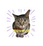 4匹のねこちゃん。（個別スタンプ：6）