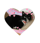 4匹のねこちゃん。（個別スタンプ：14）