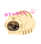 景虎(カゲトラ)君の仔猫スタンプ☆（個別スタンプ：6）