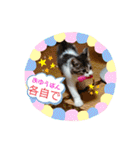 景虎(カゲトラ)君の仔猫スタンプ☆（個別スタンプ：7）