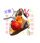 景虎(カゲトラ)君の仔猫スタンプ☆（個別スタンプ：8）