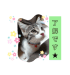 景虎(カゲトラ)君の仔猫スタンプ☆（個別スタンプ：10）