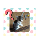 景虎(カゲトラ)君の仔猫スタンプ☆（個別スタンプ：19）