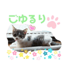 景虎(カゲトラ)君の仔猫スタンプ☆（個別スタンプ：23）