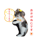 景虎(カゲトラ)君の仔猫スタンプ☆（個別スタンプ：29）