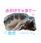 景虎(カゲトラ)君の仔猫スタンプ☆（個別スタンプ：30）