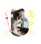 景虎(カゲトラ)君の仔猫スタンプ☆（個別スタンプ：37）