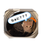 ニャンコハウス（個別スタンプ：2）