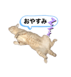 ニャンコハウス（個別スタンプ：3）