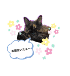 ニャンコハウス（個別スタンプ：4）