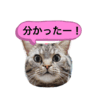 ニャンコハウス（個別スタンプ：5）