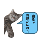 ニャンコハウス（個別スタンプ：6）