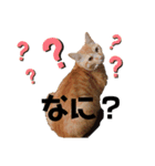 こたさん物語（個別スタンプ：3）