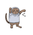 しゃつねこ(茶とら×文字T)（個別スタンプ：1）