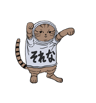 しゃつねこ(茶とら×文字T)（個別スタンプ：3）