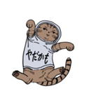 しゃつねこ(茶とら×文字T)（個別スタンプ：20）