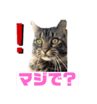 PJ＆POCHI＆KAYO（個別スタンプ：1）