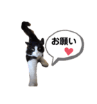 PJ＆POCHI＆KAYO（個別スタンプ：3）