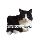 PJ＆POCHI＆KAYO（個別スタンプ：15）