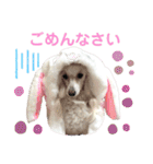 くるみちゃんのつぶやき（個別スタンプ：12）