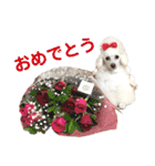 くるみちゃんのつぶやき（個別スタンプ：34）