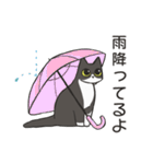 はちわれねこの家族会話（個別スタンプ：9）