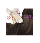 じぇむさん（個別スタンプ：13）