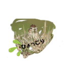 花鳥はんこ（個別スタンプ：8）