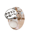 べる専用スタンプ（個別スタンプ：1）