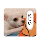 べる専用スタンプ（個別スタンプ：10）