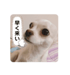 べる専用スタンプ（個別スタンプ：11）