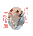 べる専用スタンプ（個別スタンプ：23）