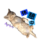 こたさん物語 第三弾（個別スタンプ：2）
