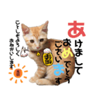 こたさん物語 第三弾（個別スタンプ：3）